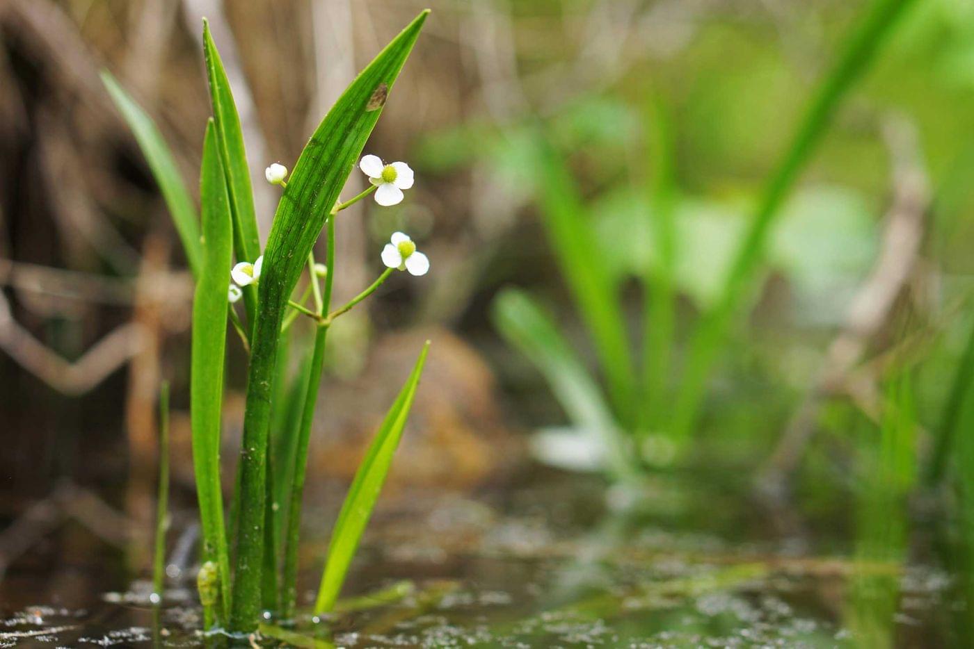 Image of the Bunched Arrowhead plant